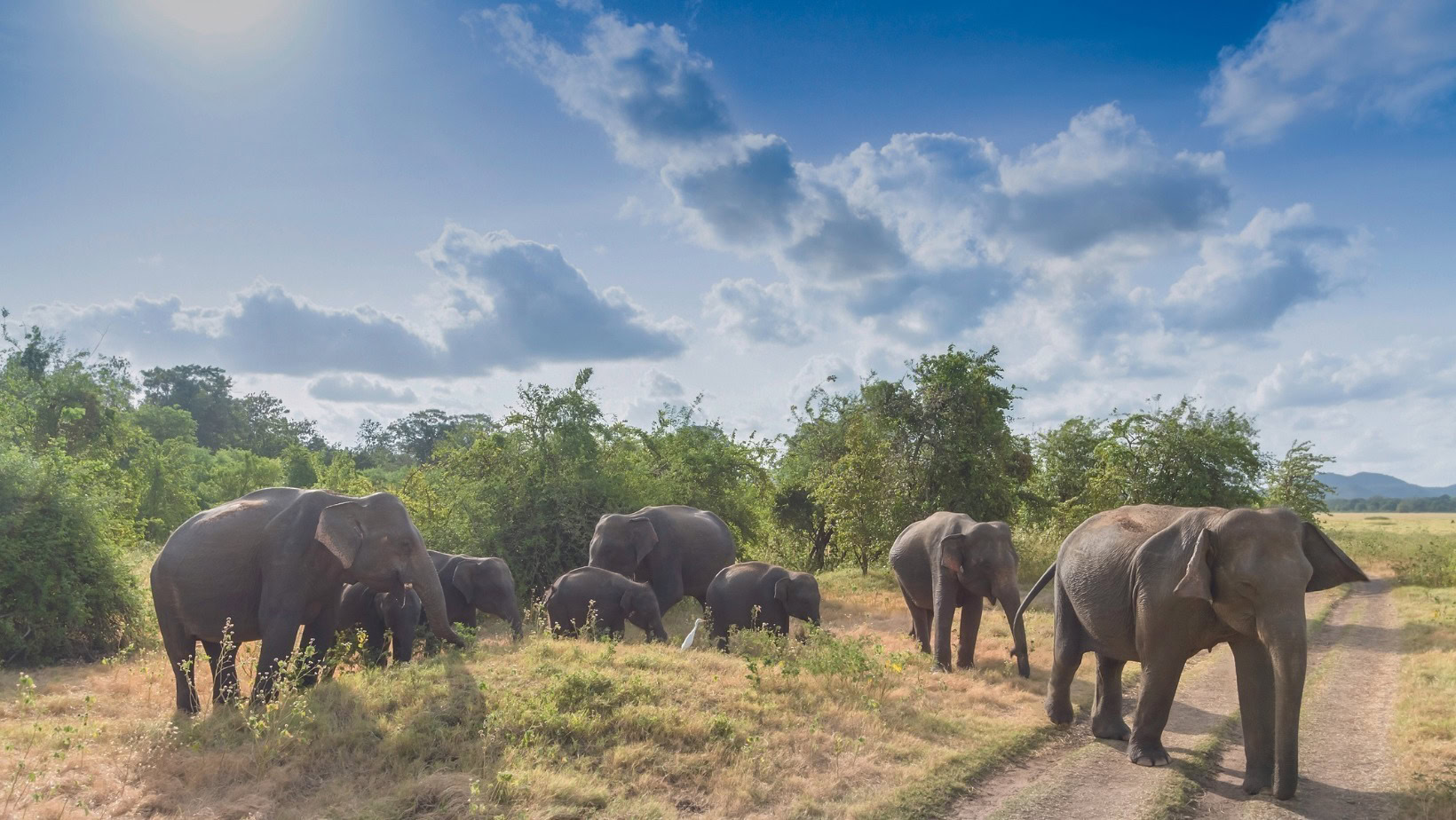 Sri Lanka Private Tour & Maldives All Inclusive June 25 Terra Travel